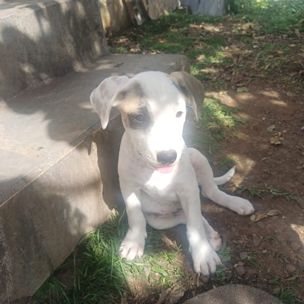 HUXLEY, chiot Croisé Labrador mâle