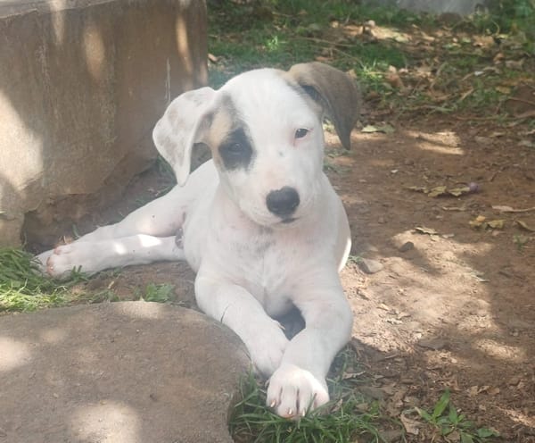 HUXLEY, chiot Croisé Labrador mâle