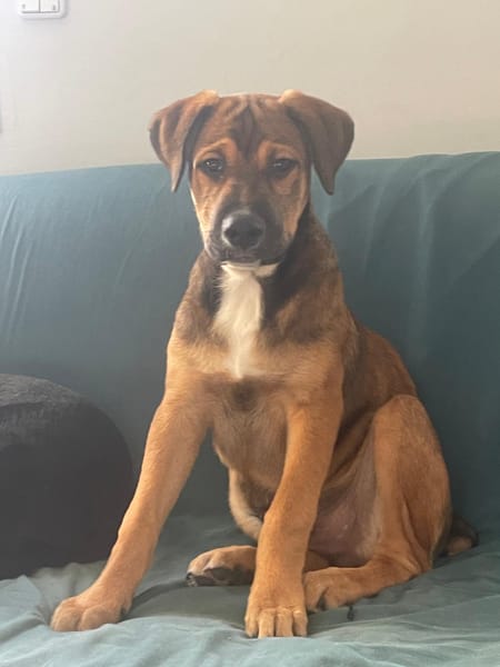 SAMOA, chiot Berger Créole mâle