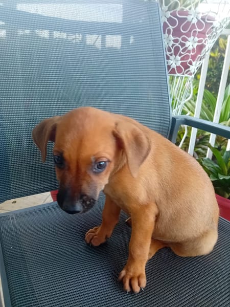 🐾 À L’ADOPTION – RUSH, le petit compagnon toujours partant ! 🐾