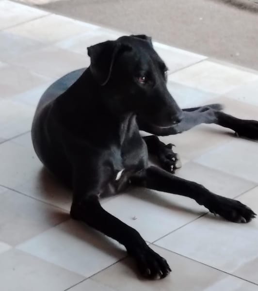 USLA, Femelle junior Berger Créole