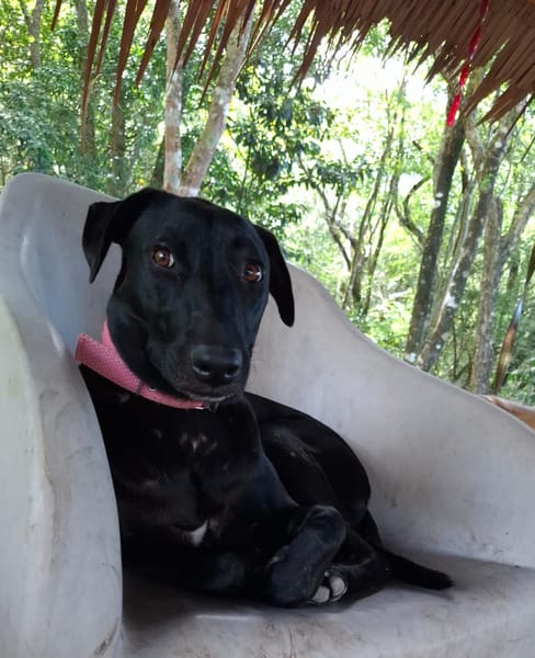 USLA, Femelle junior Berger Créole