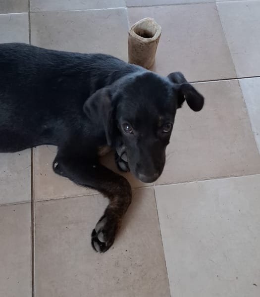 ALOE, chiot Berger Créole, femelle