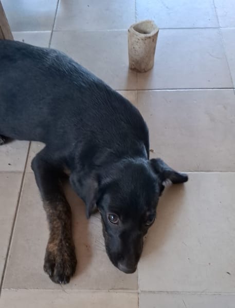 ALOE, chiot Berger Créole, femelle