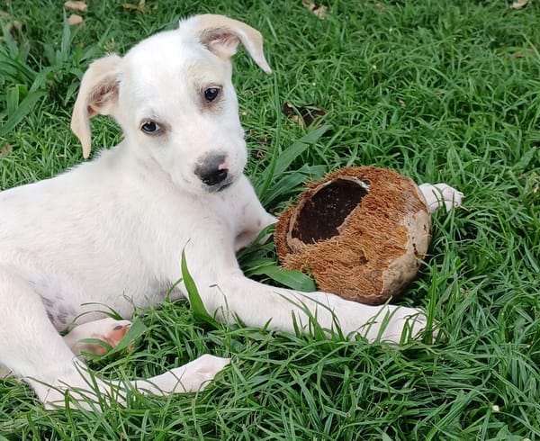 DALLAS, chiot Croisé Labrador mâle