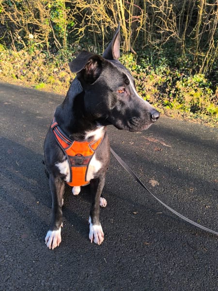 JEÏKO Mâle Berger créole junior