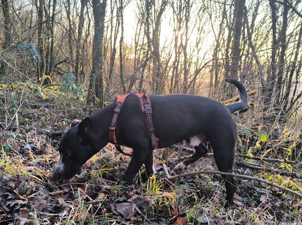 JEÏKO Mâle Berger créole junior