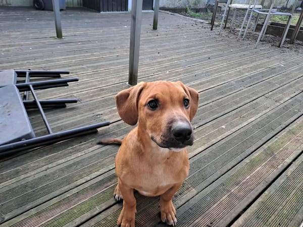 Goliath le chti créole