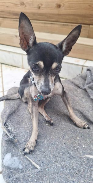 ZIGGY le petit pinscher