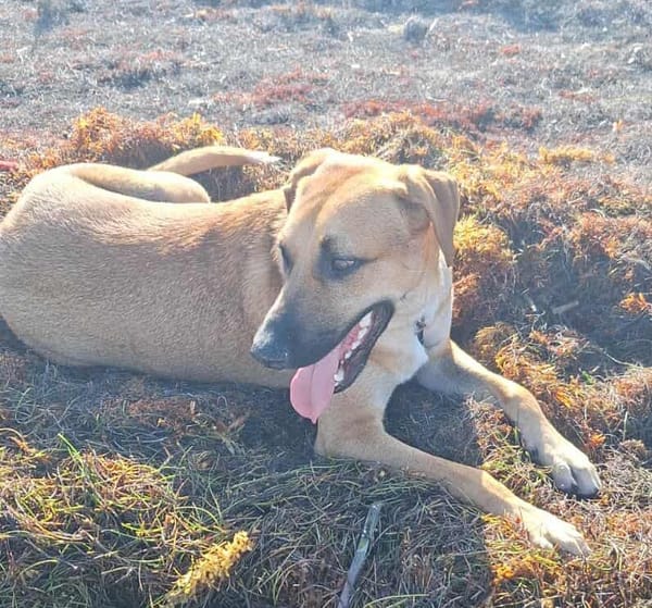 GUELIA grand coeur sur pattes