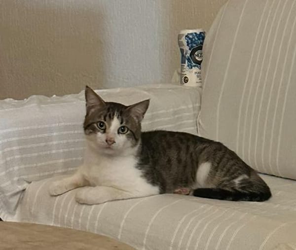 DIDIER, chat européen