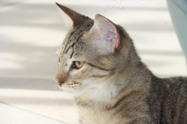 RAYA, chaton femelle européen