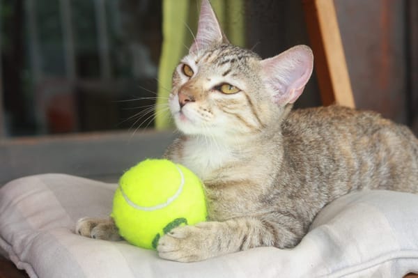 RAYA, chaton femelle européen