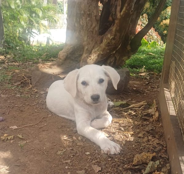 AUSTIN, chiot Croisé Labrador mâle