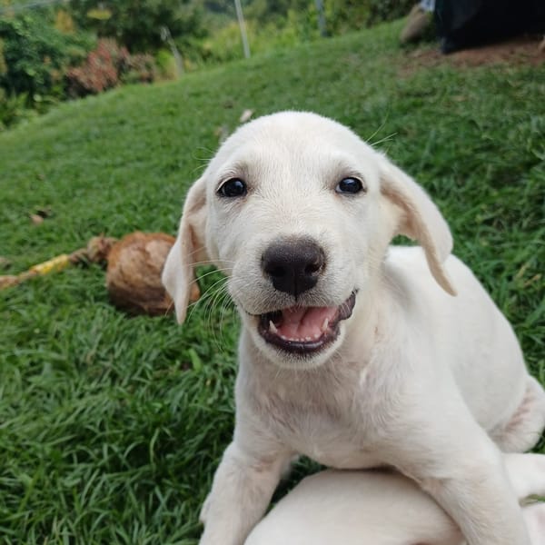 AUSTIN, chiot Croisé Labrador mâle