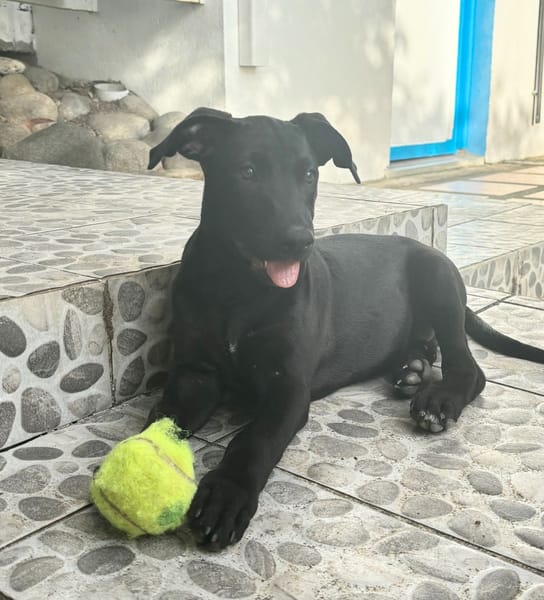 GUIZMO, Chiot mâle Croisé Labrador