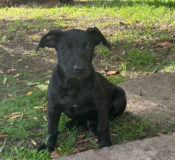 GUIZMO, Chiot mâle Croisé Labrador