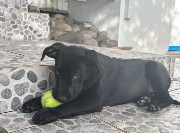 GUIZMO, Chiot mâle Croisé Labrador