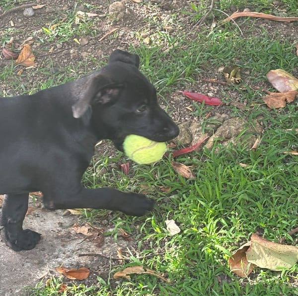 GUIZMO, Chiot mâle Croisé Labrador