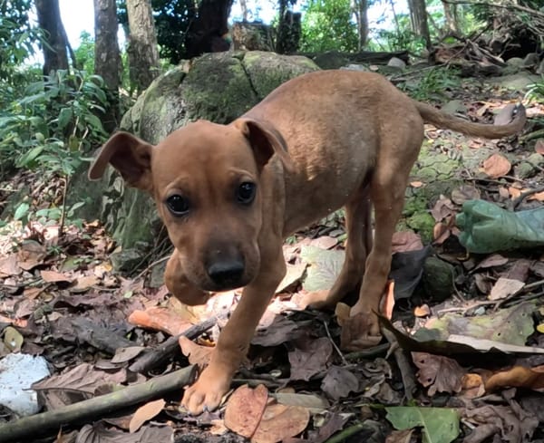 KARAMELLE, Chiot femelle Berger Créole