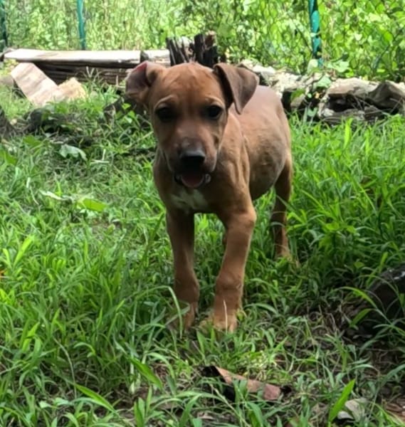 KARAMELLE, Chiot femelle Berger Créole