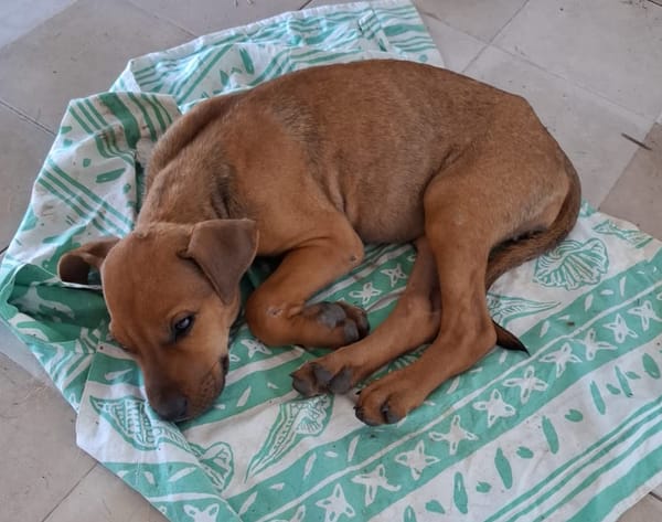 KARAMELLE, Chiot femelle Berger Créole