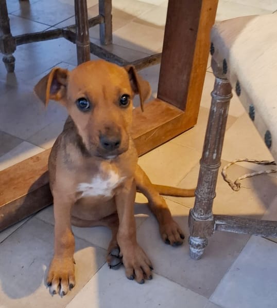 KARAMELLE, Chiot femelle Berger Créole