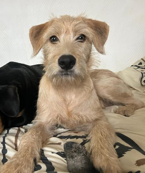 MANHATTAN, Femelle junior croisée