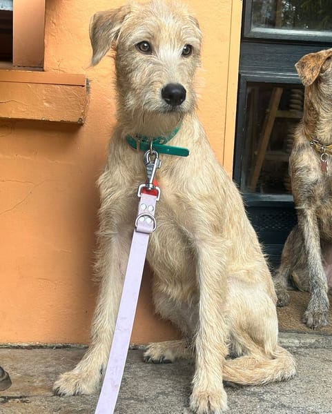 MANHATTAN, Femelle junior croisée