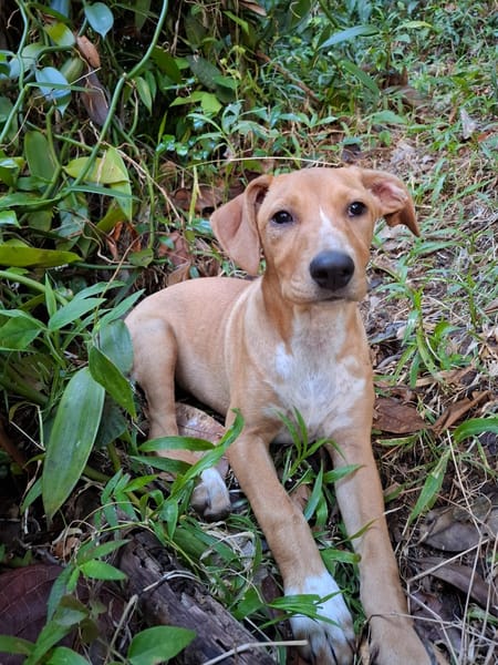 MOÏRA, chiot Berger Créole femelle
