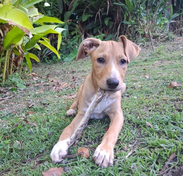 MOÏRA, chiot Berger Créole femelle
