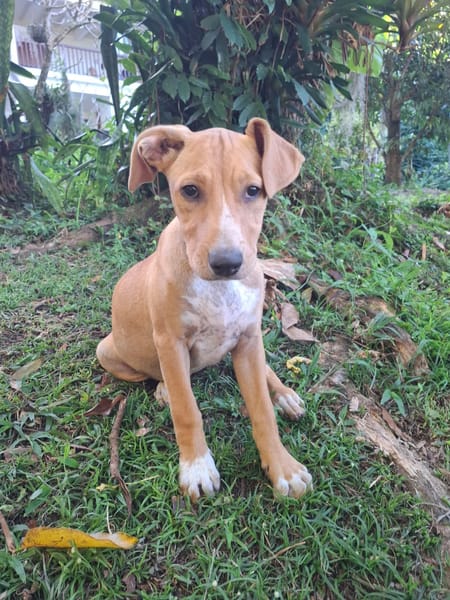 MOÏRA, chiot Berger Créole femelle