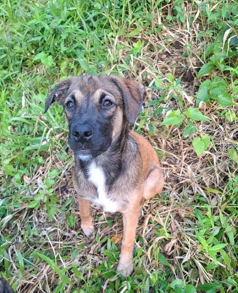 NAMEA, chiot Berger Créole femelle