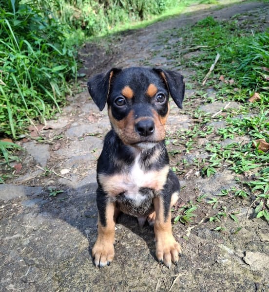 PAPOA, Chiot mâle Berger Créole