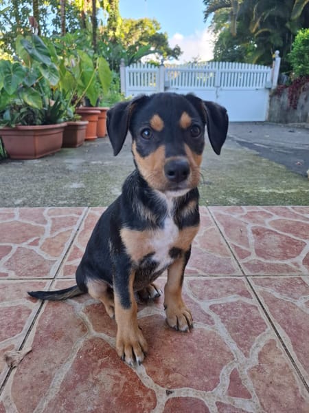 PAPOA, Chiot mâle Berger Créole