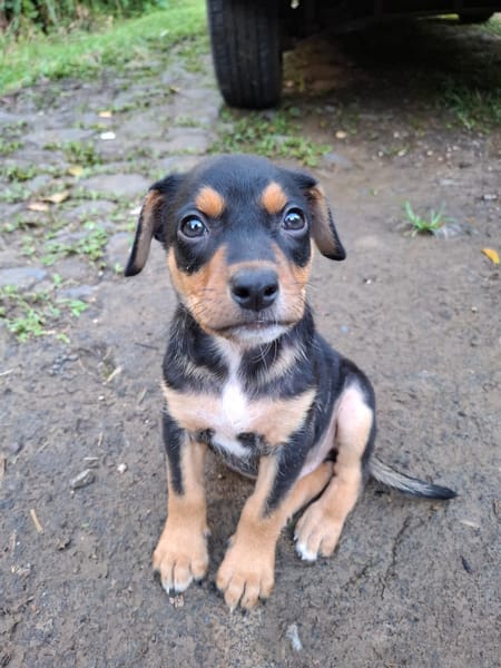 PAPOA, Chiot mâle Berger Créole