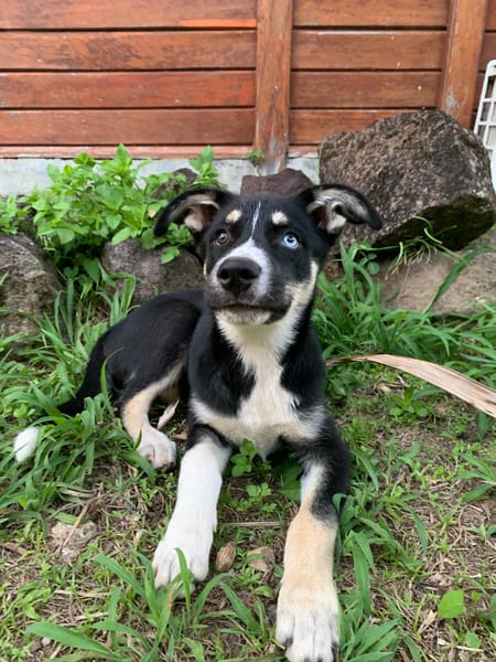 TOUPI, chiot Croisé Husky
