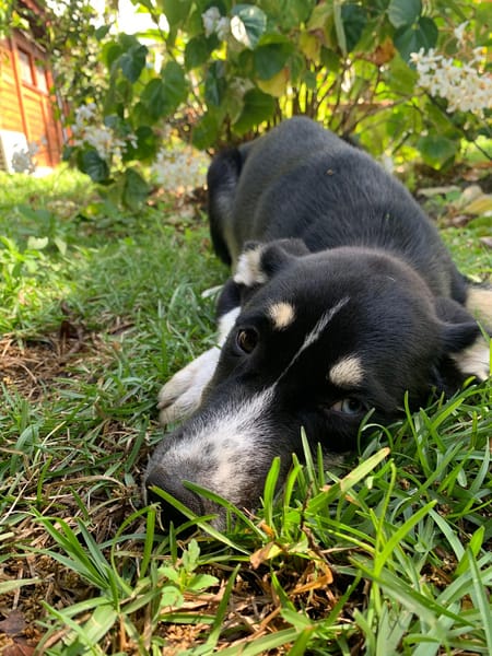 TOUPI, chiot Croisé Husky