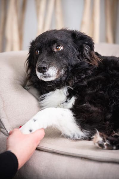 Nana sucht ihr Zuhause