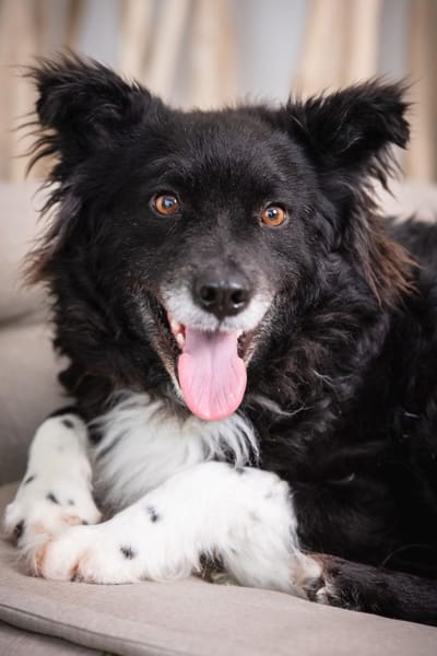 Nana sucht ihr Zuhause