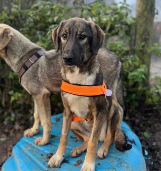 SISKA - lieb, neugierig, freundlich