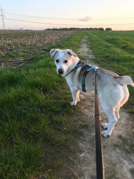 Charly sucht neues Power-Zuhause