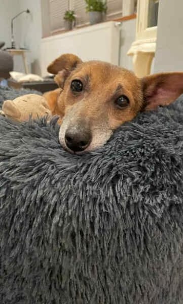 LISBETH *sanfte Seele für ruhiges Umfeld