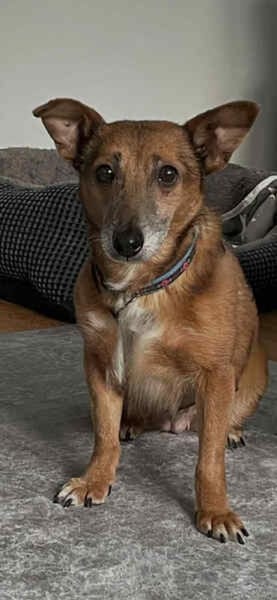 LISBETH *sanfte Seele für ruhiges Umfeld