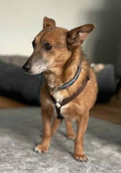 LISBETH *sanfte Seele für ruhiges Umfeld