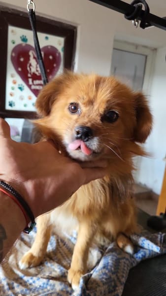 Benny, ein zuckersüßes Zwerglein