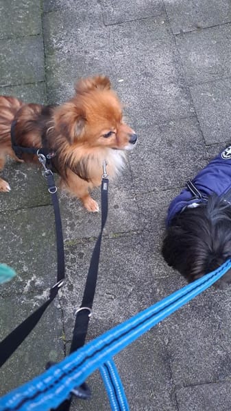 Benny, ein zuckersüßes Zwerglein