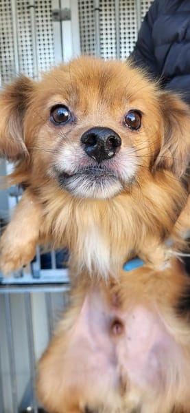 Benny, ein zuckersüßes Zwerglein