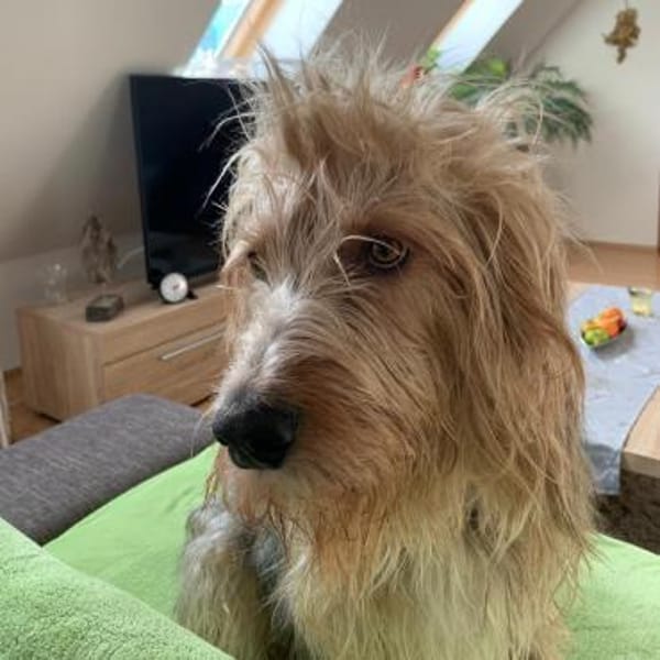 Barlo ❤ muss leider umziehen