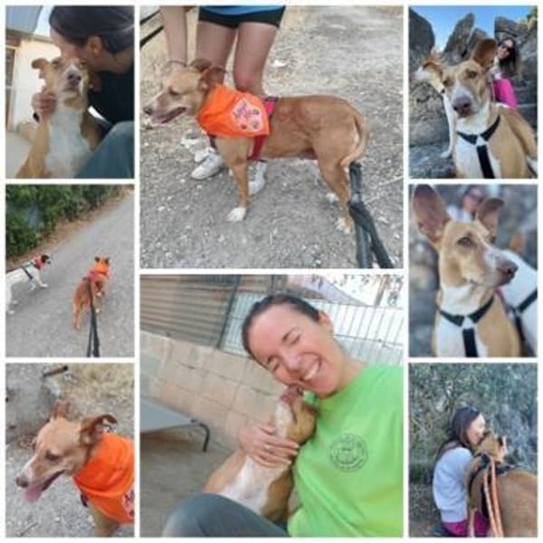 CHAROL, w., kastr., Mischling, ca. 47 cm